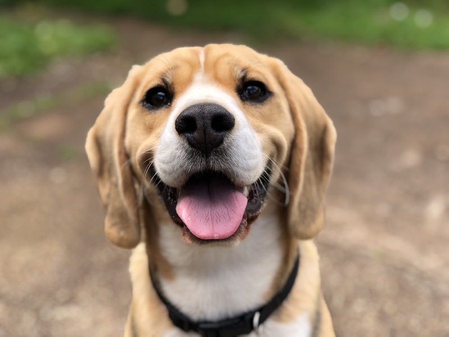 Happy beagle looking at the camera
