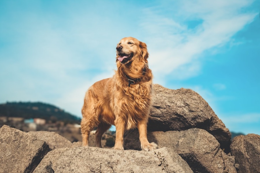 Golden retriever standing on rocks