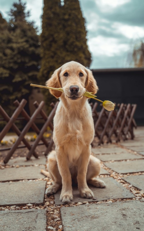 Golden retriever puppy holding a tulip